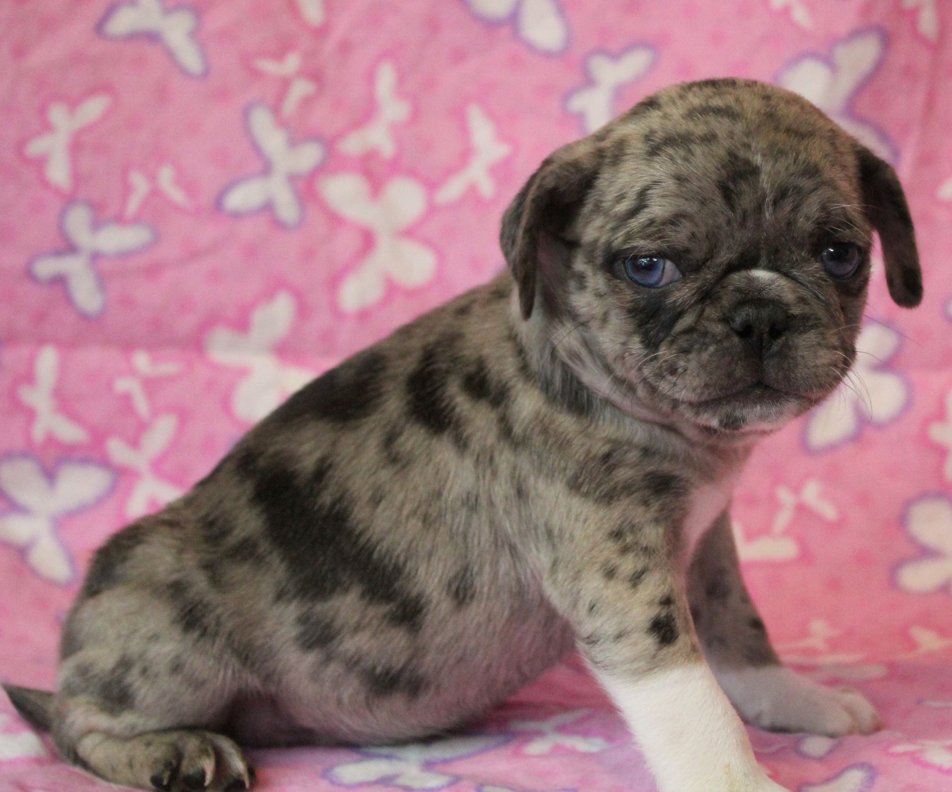 Breeder | Abilene, KS | JNJ Pugs-N-Paps