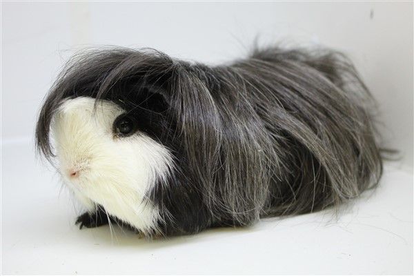 Lunkarya guinea pig for sale deals near me