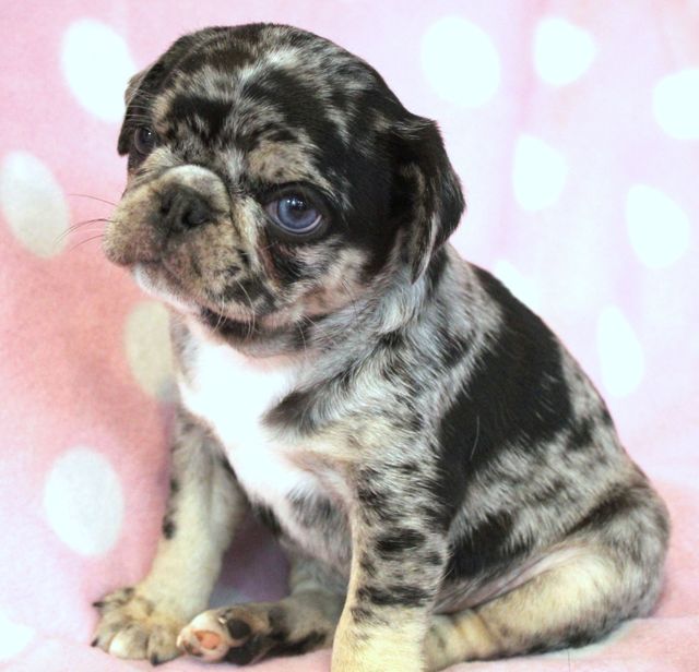 Merle pug cheap for sale