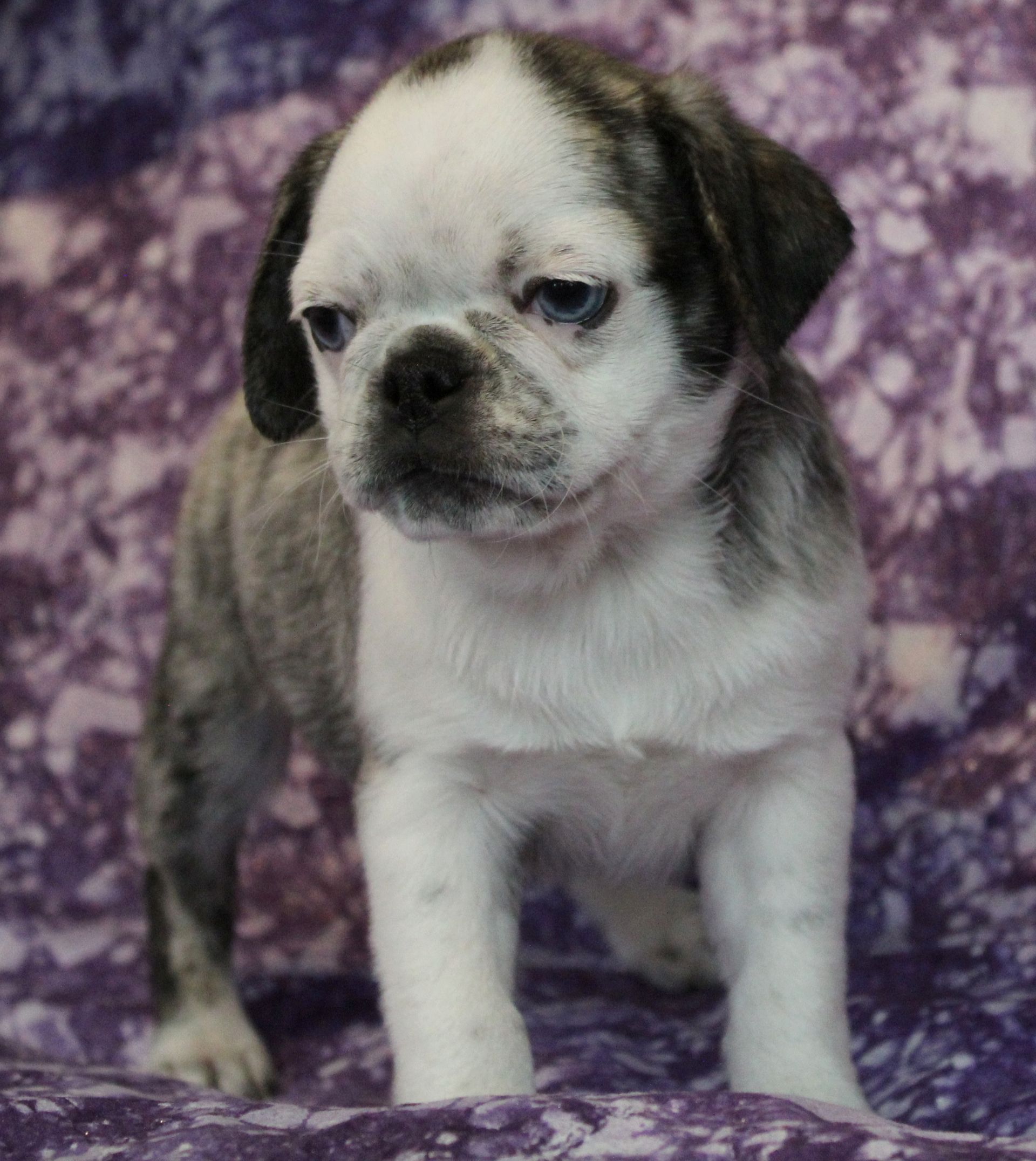 Breeder Abilene, KS JNJ PugsNPaps