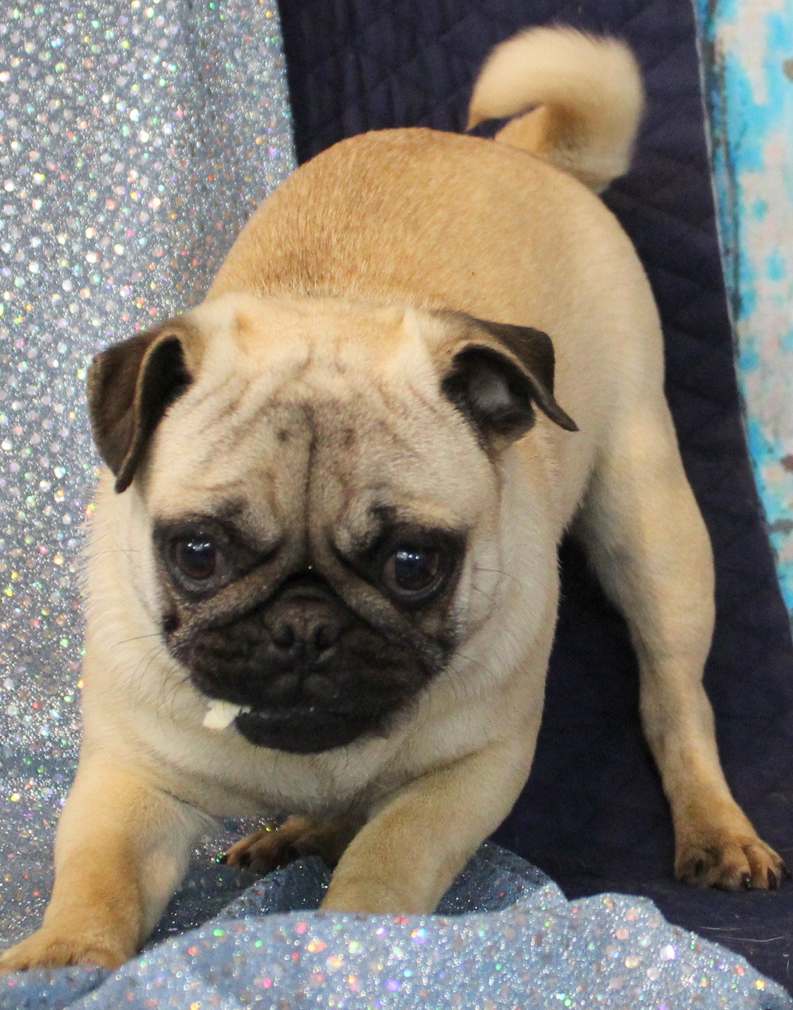 Pug and Chihuahua Breeder Abilene, KS JNJ PugsNPaps