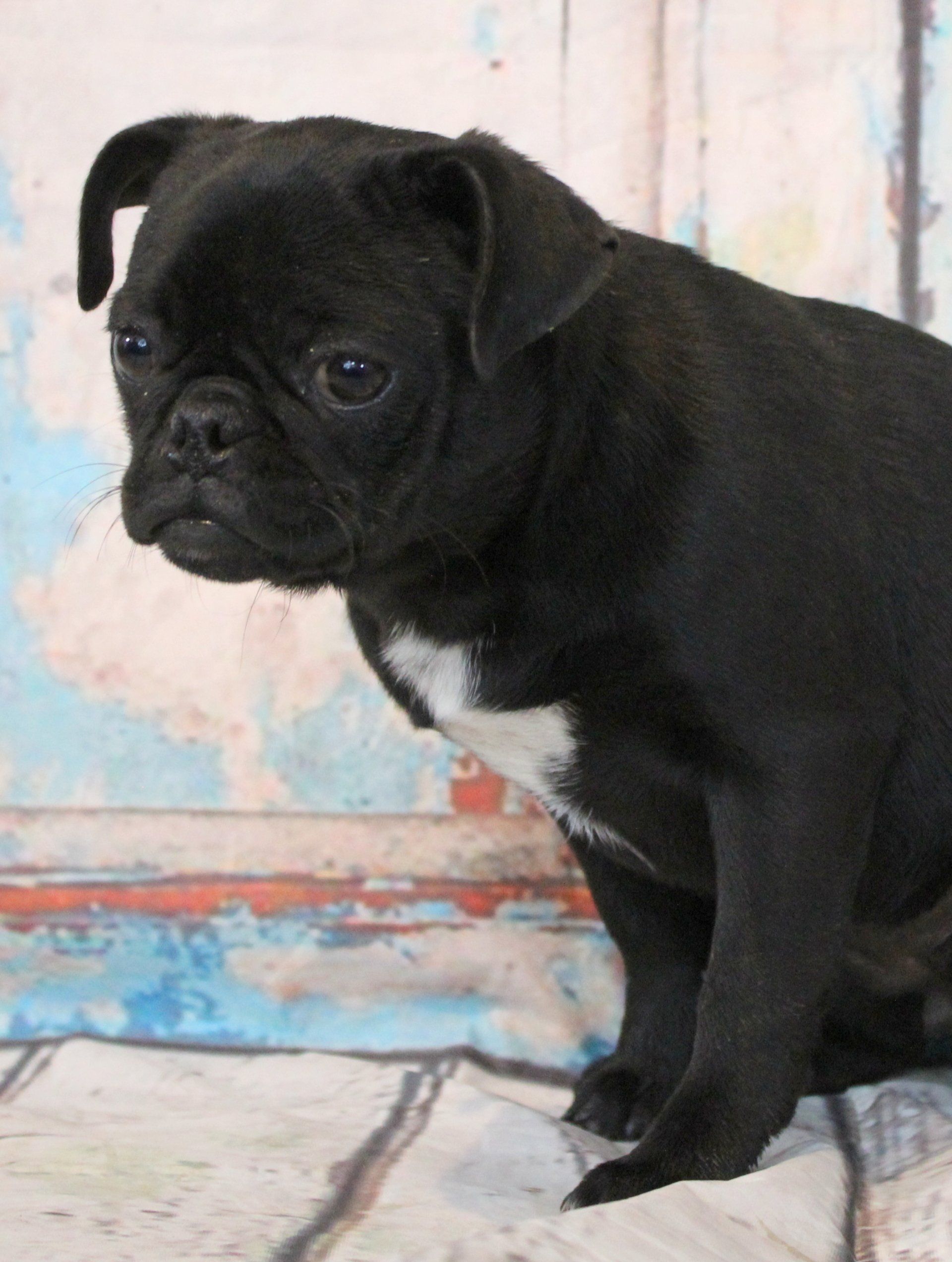 Female Breeding Pugs Abilene, KS JNJ PugsNPaps