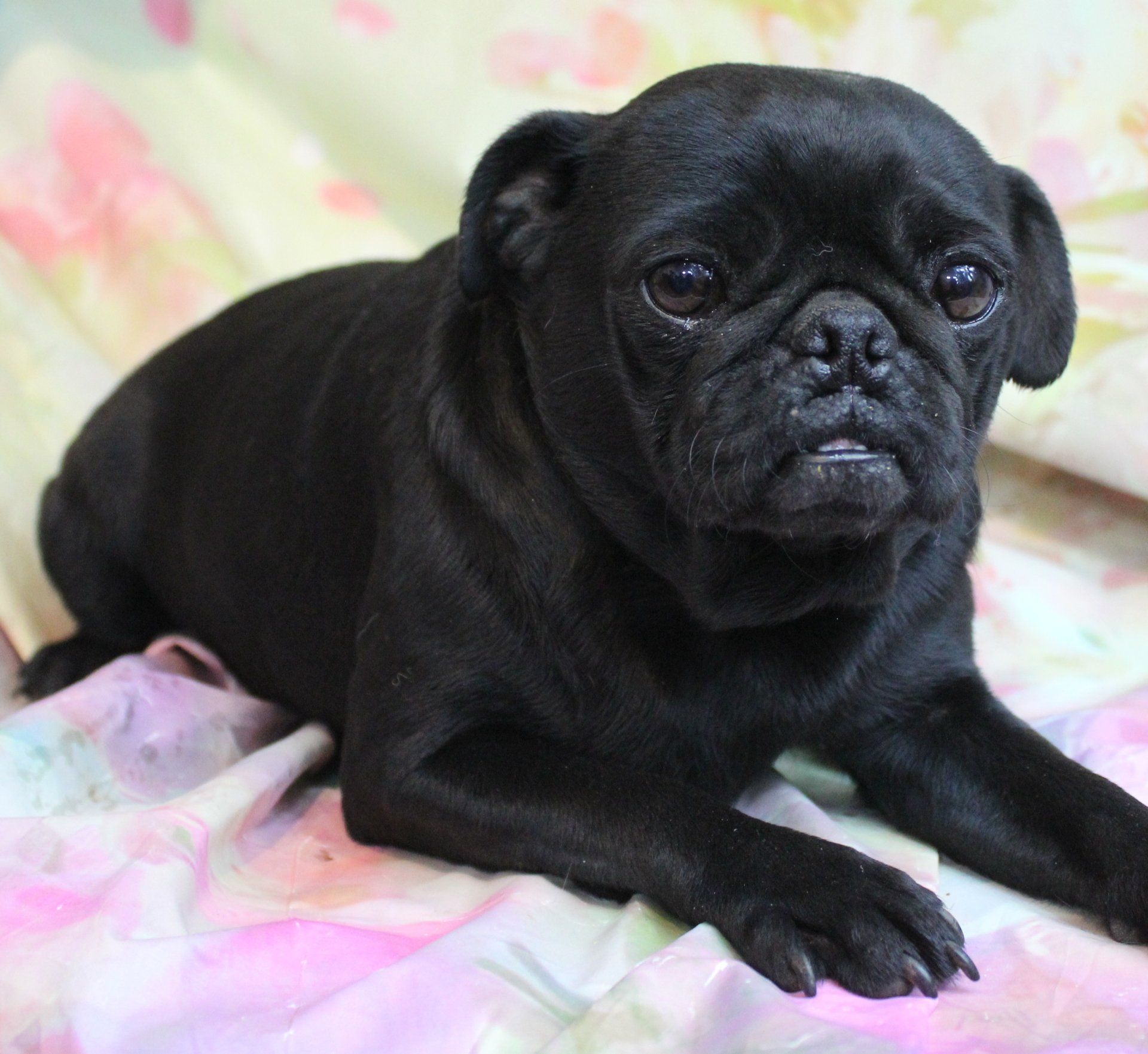 Female Breeding Pugs Abilene, KS JNJ PugsNPaps