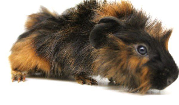 long haired guinea pigs for sale