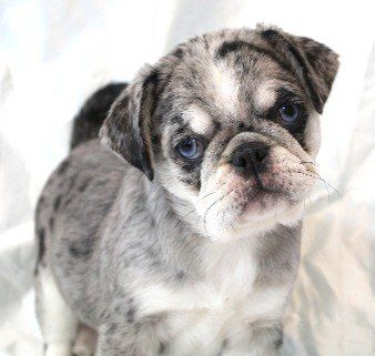 what is a merle pug