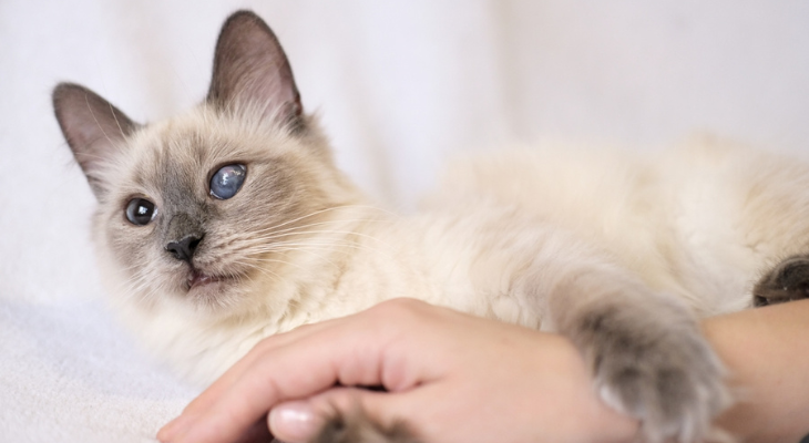 A person is petting a white cat with blue eyes.