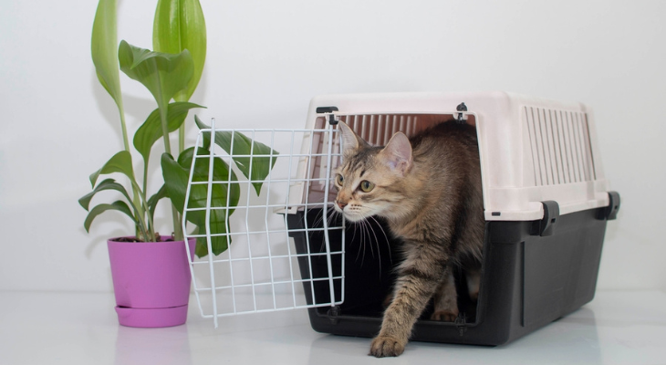 A cat is sitting in a carrier next to a potted plant.