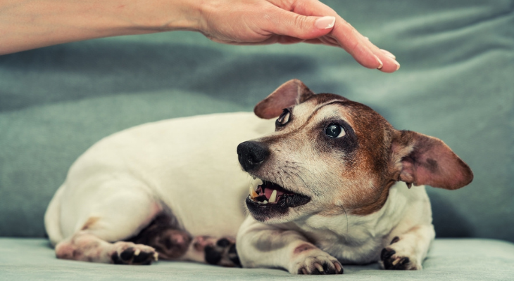 A person is petting a small dog on a couch.