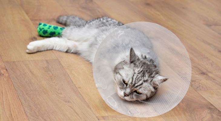 A cat with a cone around its neck is laying on the floor.