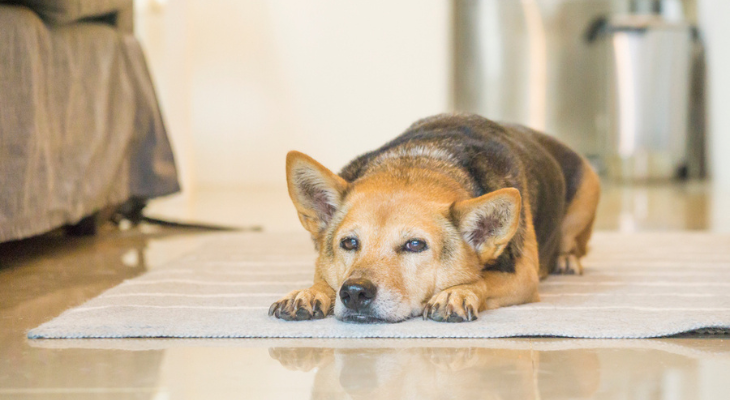 A dog is laying on a rug on the floor in a living room.