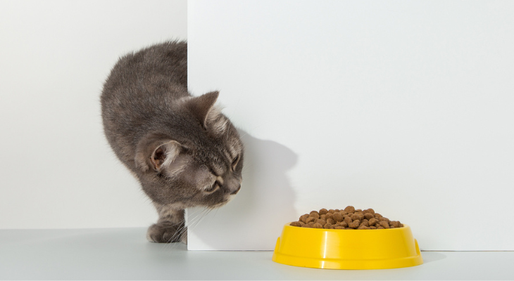 A cat is looking at a yellow bowl of cat food.