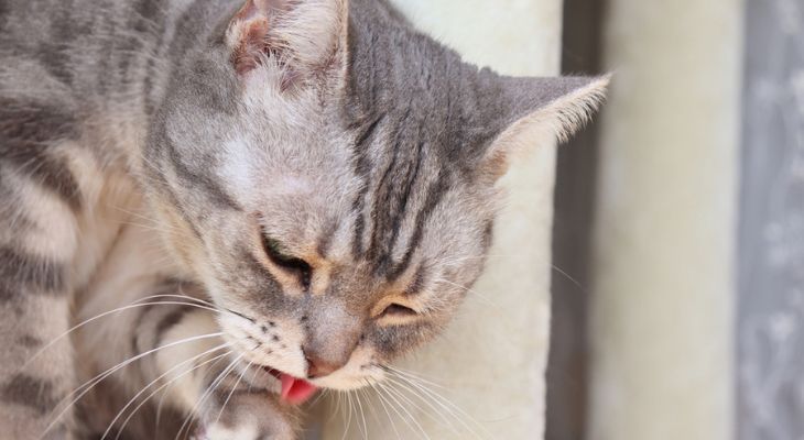 A close up of a cat licking its paw.