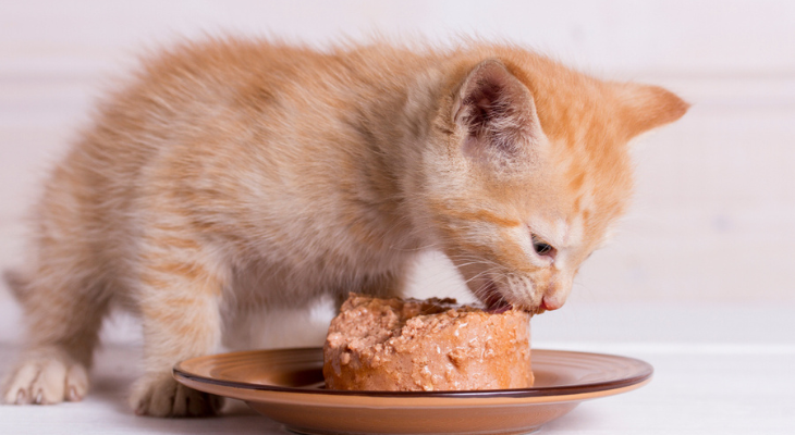 A kitten is eating food from a plate.