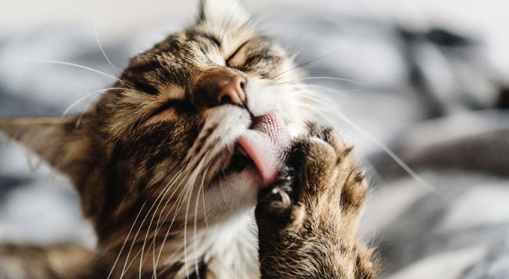 A close up of a cat licking its paw.