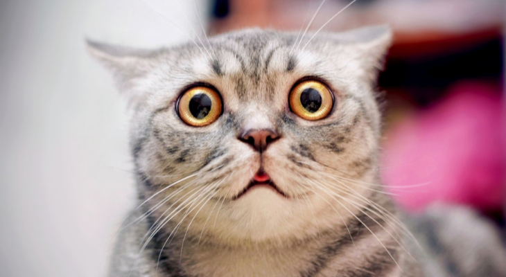 A close up of a cat with a surprised look on its face.