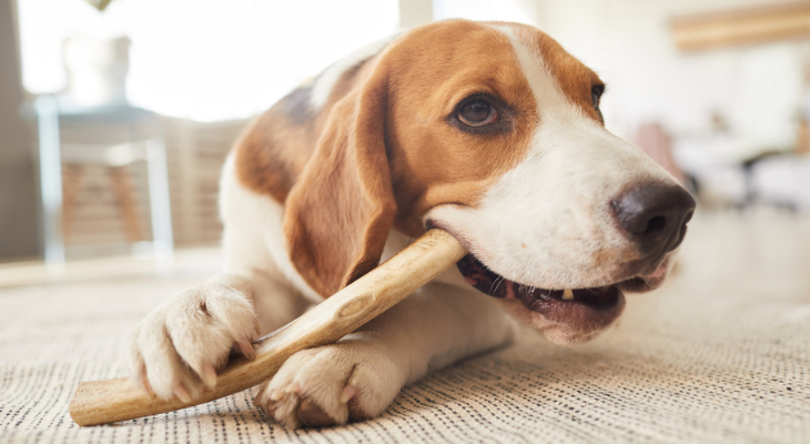 A brown and white dog is chewing on a wooden stick.