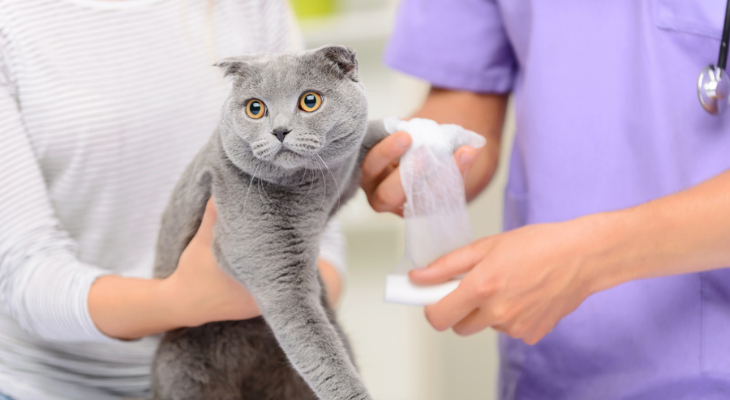 A woman is holding a cat while a veterinarian bandages it.