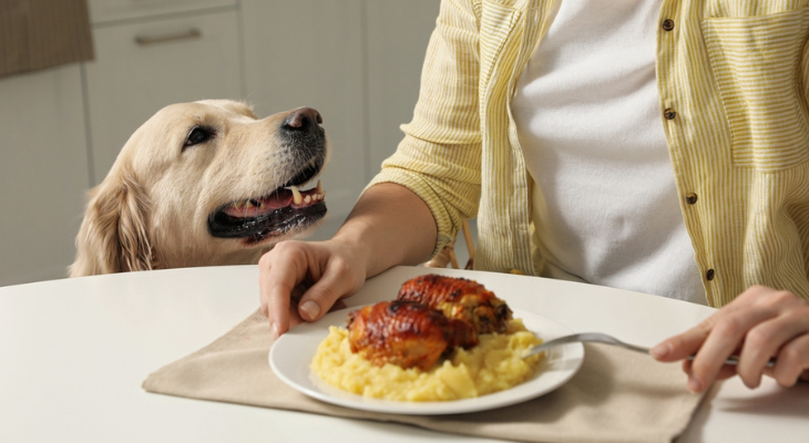 A woman is sitting at a table with a plate of food and a dog looking at her.