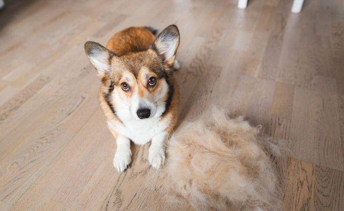 A corgi dog is sitting on a wooden floor next to a pile of fur.