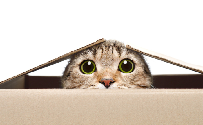 A cat is peeking out of a cardboard box.