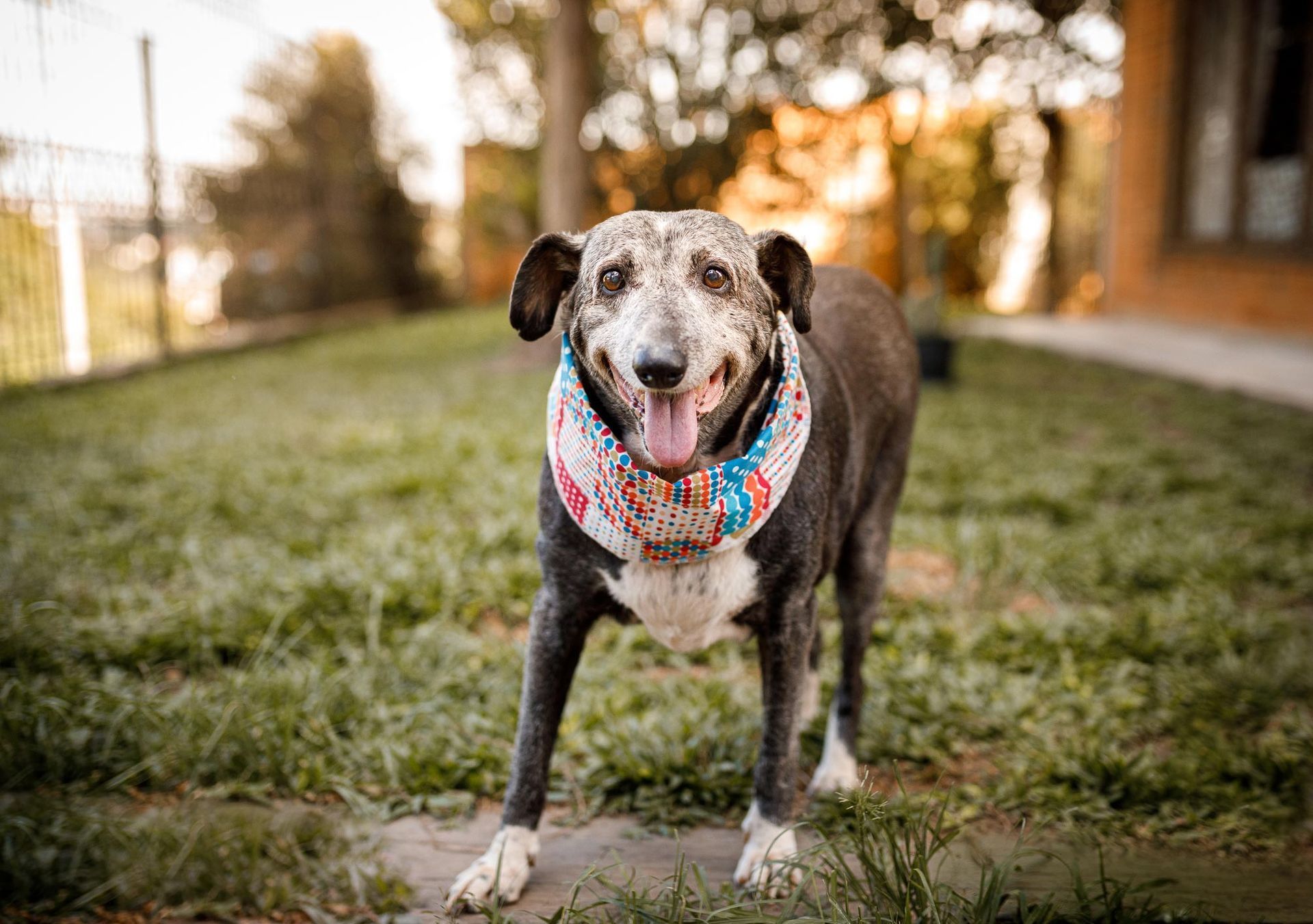A dog wearing a bandana is standing in the grass.