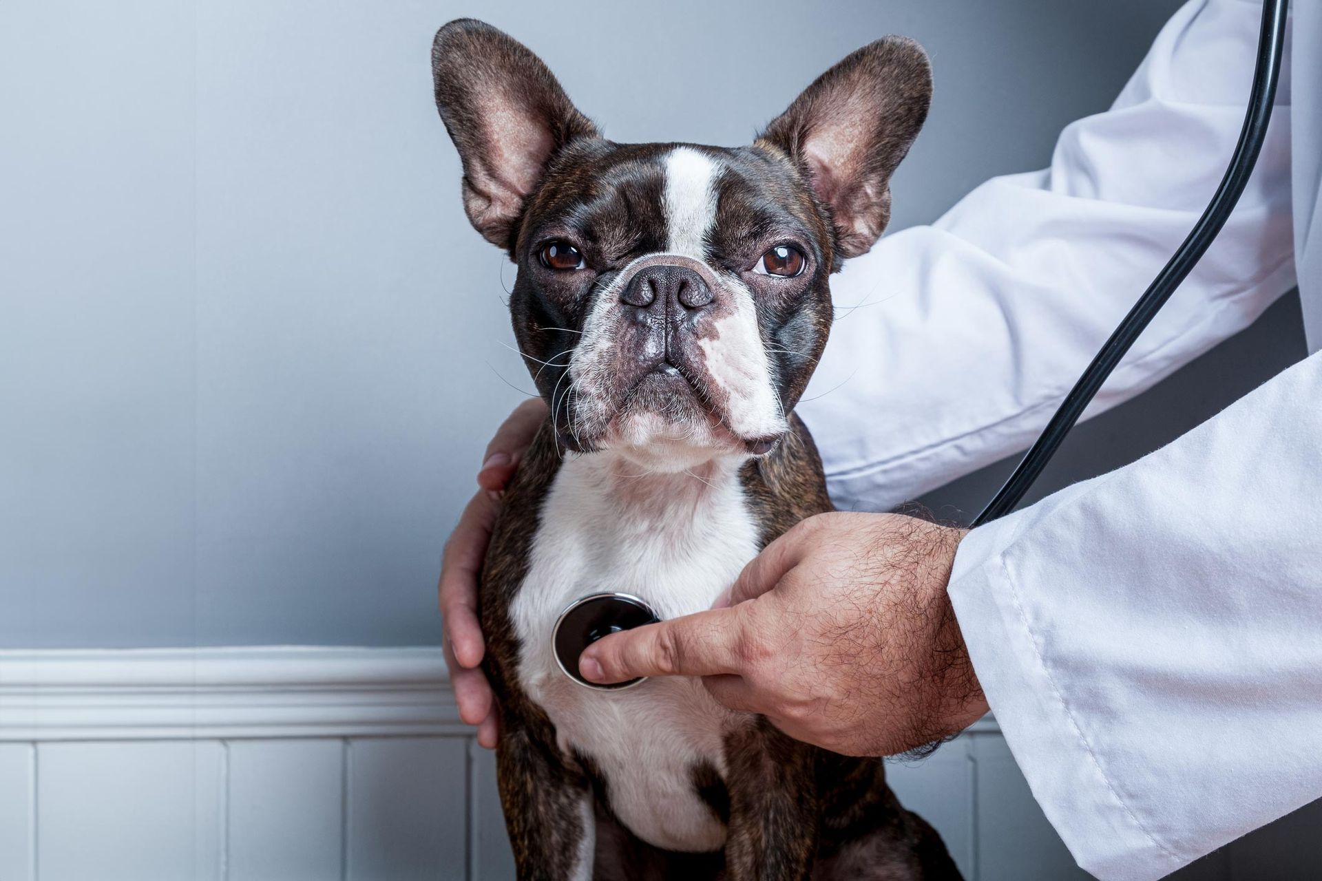 A boston terrier is being examined by a veterinarian with a stethoscope.