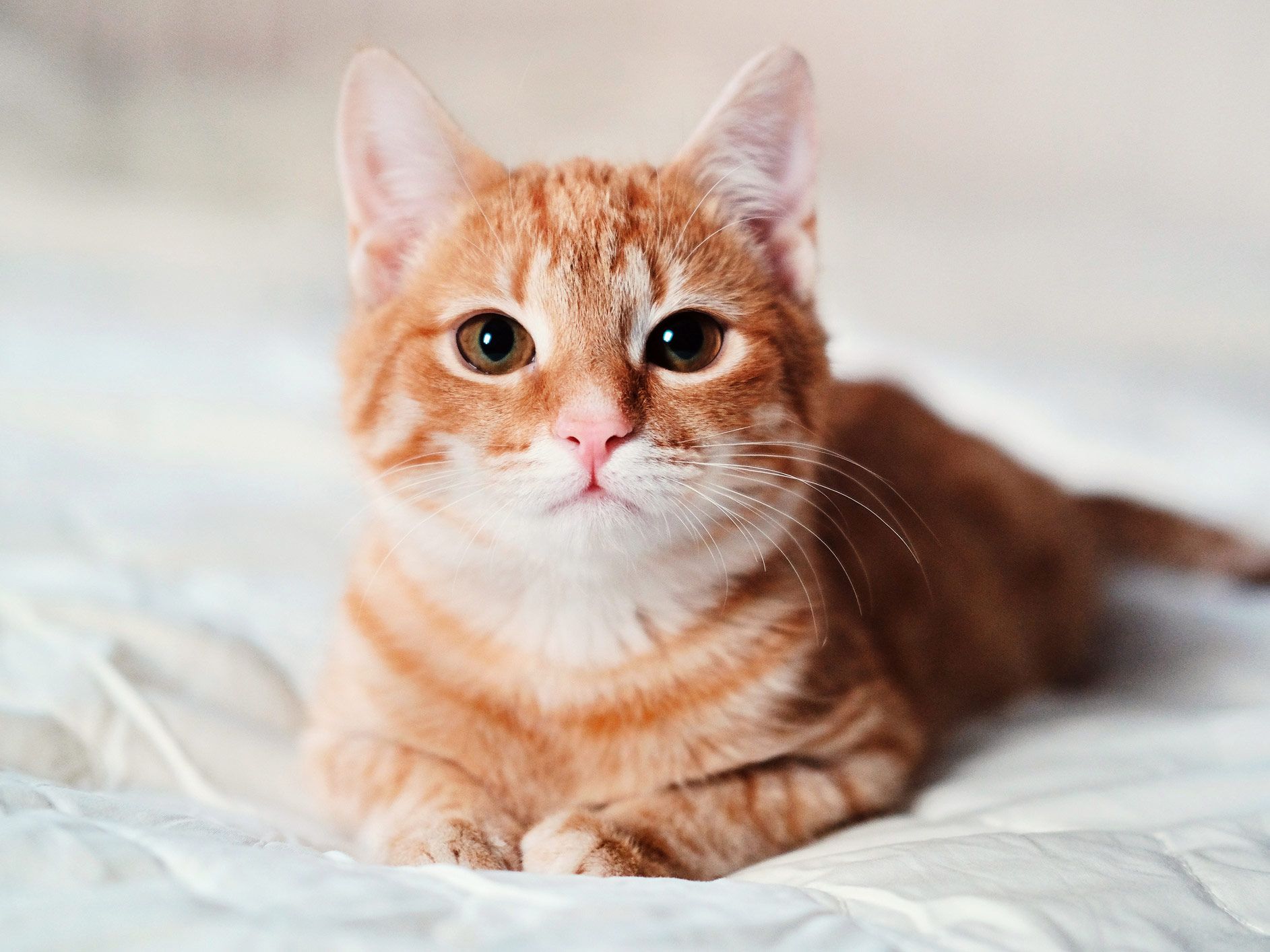 An orange and white cat is laying on a bed and looking at the camera.