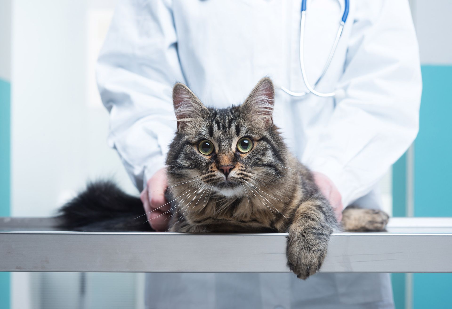 A cat is laying on a veterinarian 's table.