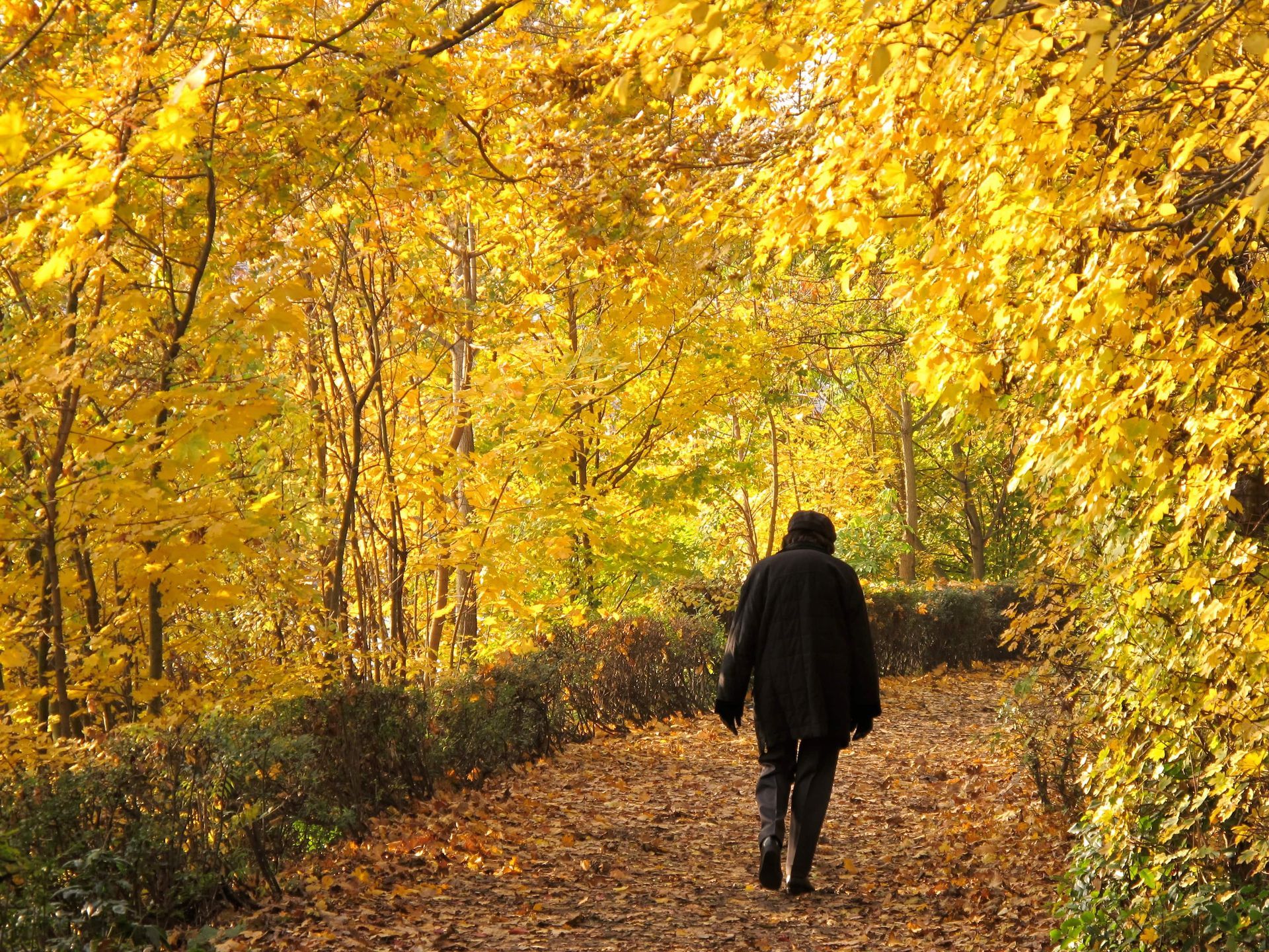 person in black walking on an autumnal path
