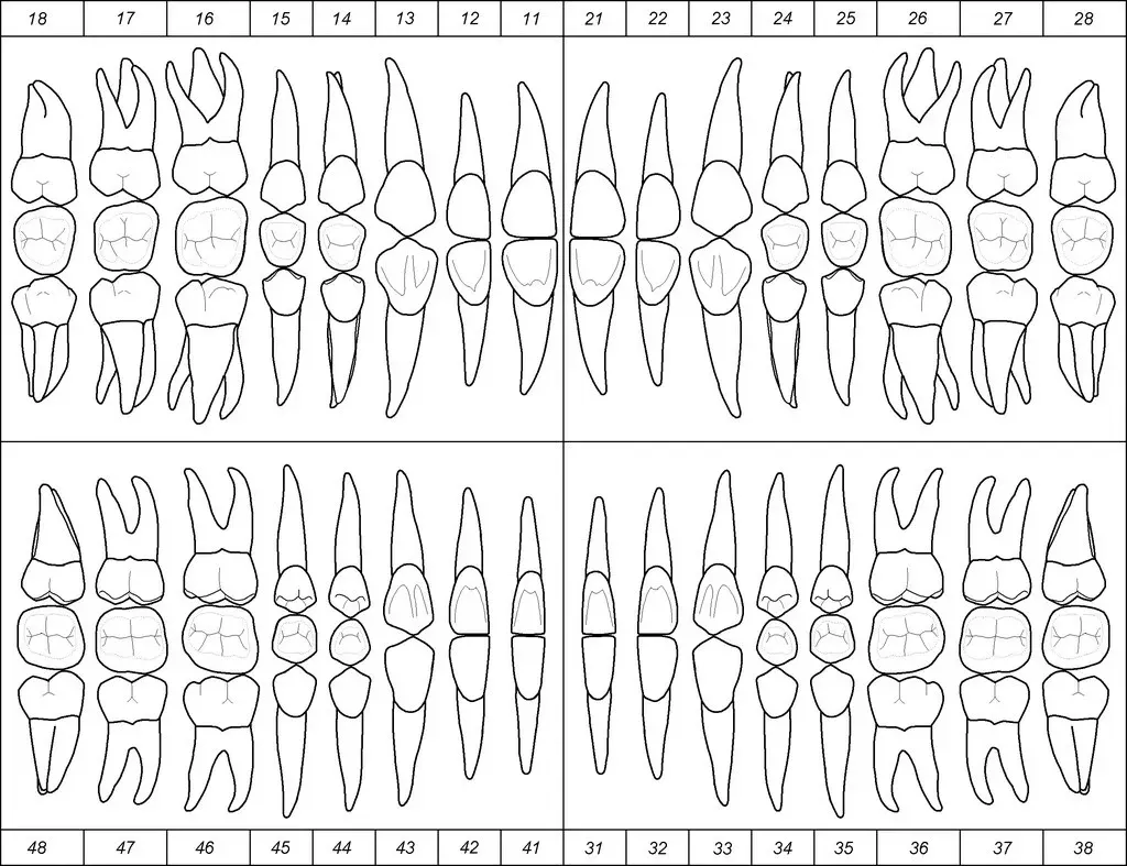 Diagrama odontológico mostrando dentes permanentes e decíduos.