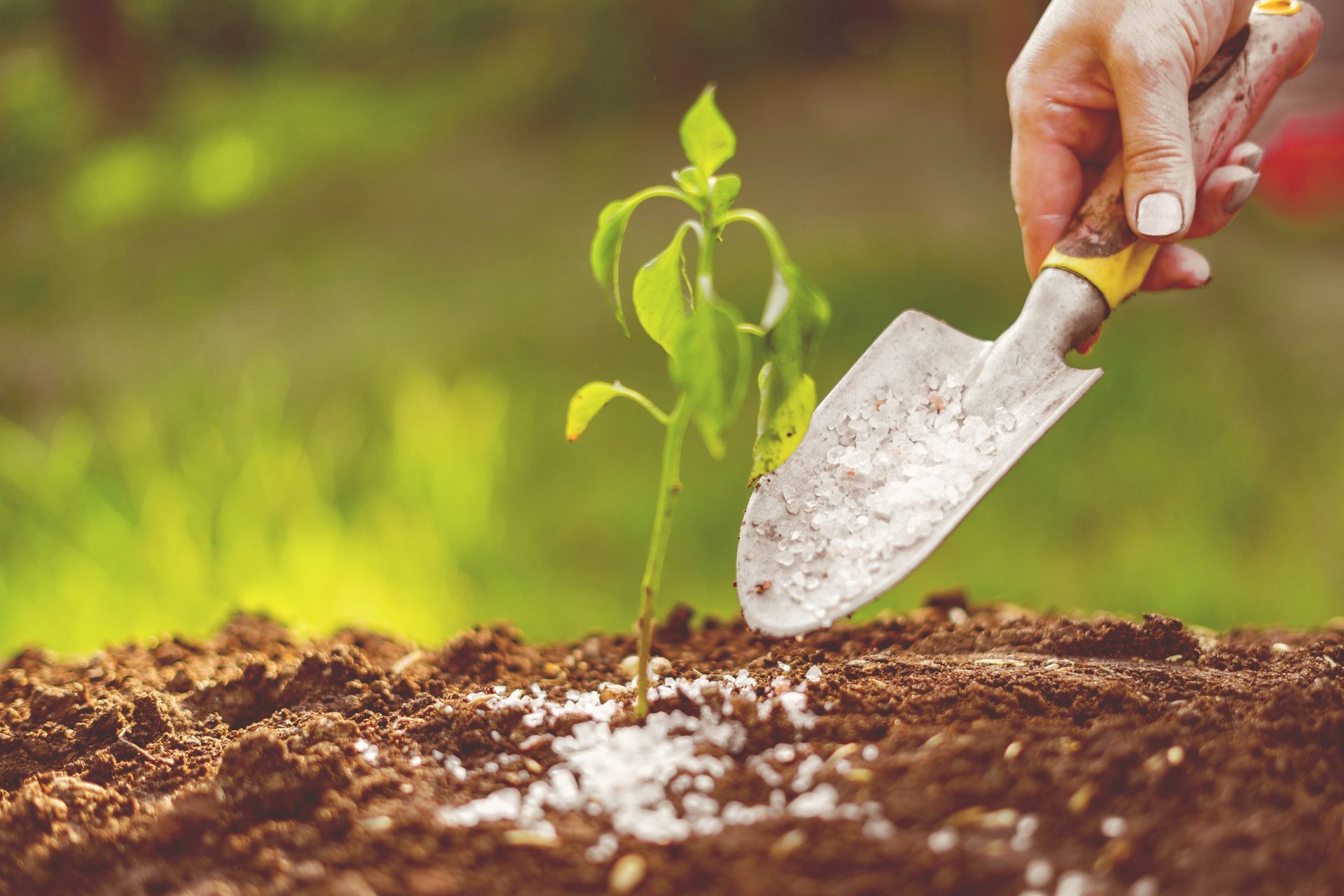 Person fertilizing a seedling in brown soil with a trowel. Green foliage in a garden.