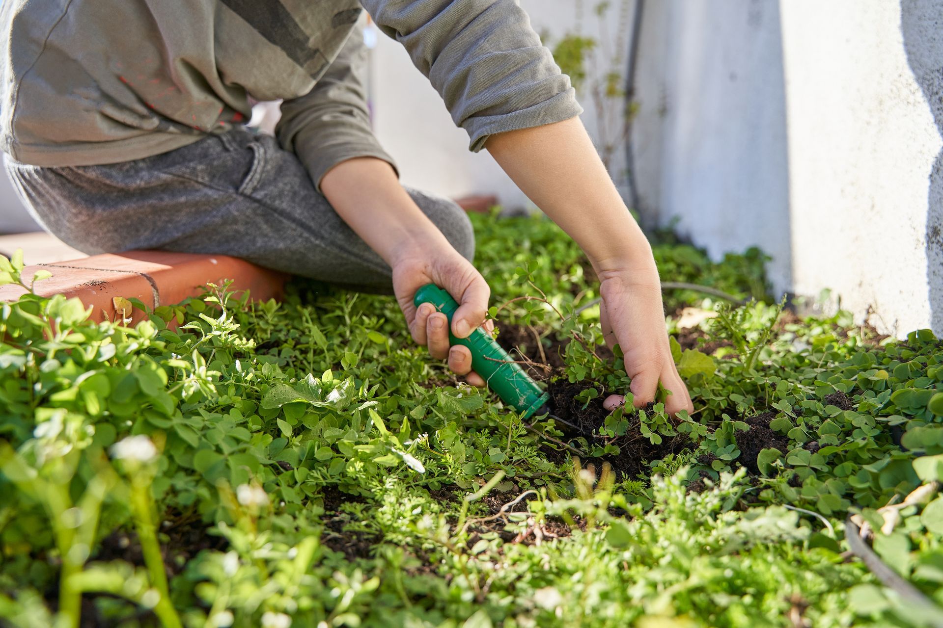 Child gardening in a lush, green patch of plants, using a green trowel.