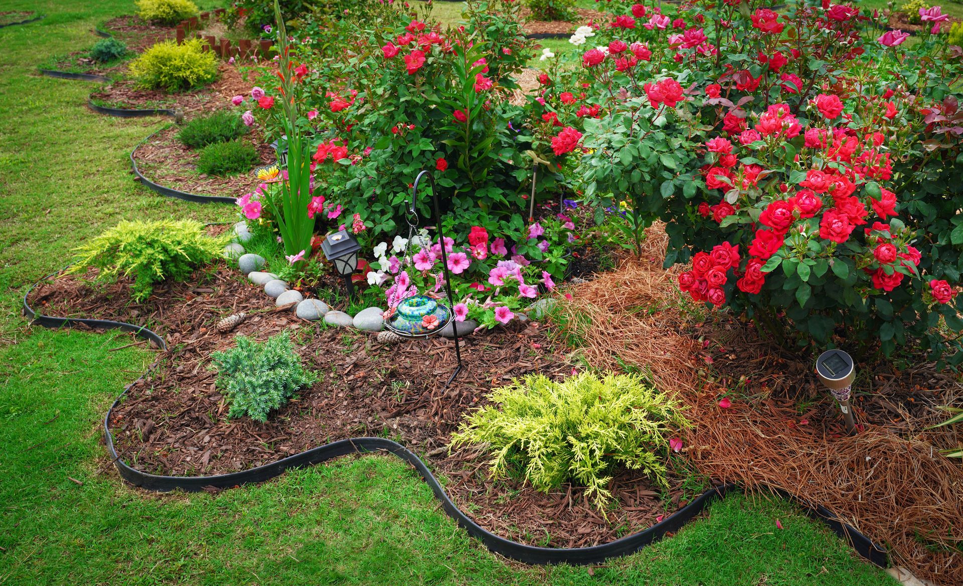 Flowerbed with red roses, green bushes, and brown mulch, edged with black plastic against green grass.