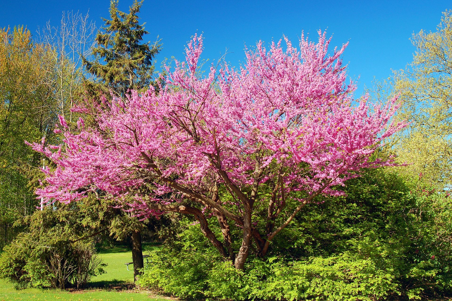 Pink flowering tree in garden, surrounded by green foliage and bright blue sky.