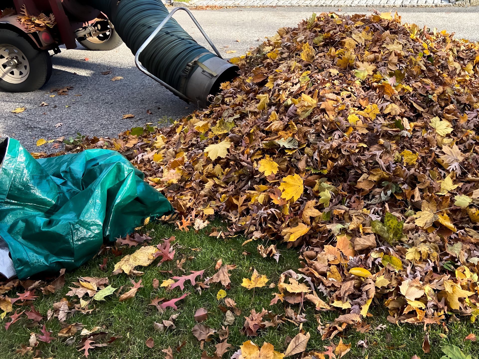 Pile of fallen autumn leaves being vacuumed by a machine, with a green tarp and grass in the foreground.