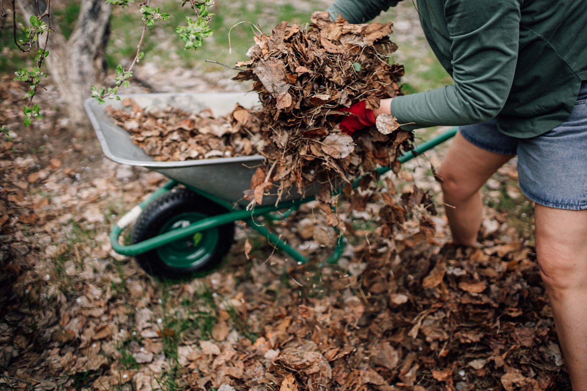 Person raking leaves into a wheelbarrow outdoors, wearing a green shirt and blue shorts.