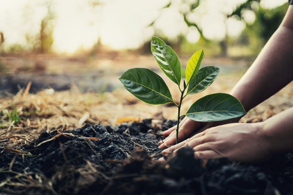 Planting Tree — Southbury, CT — Bob's Tree Service