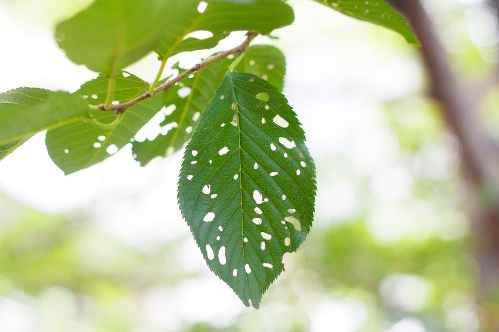 Leave With Holes — Southbury, CT — Bob's Tree Service