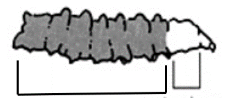 Adult Fly Illustration — Southbury, CT — Bob's Tree Service