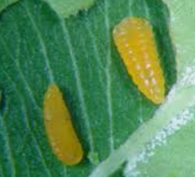 Adult Fly — Southbury, CT — Bob's Tree Service