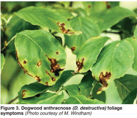 Anthracnose — Southbury, CT — Bob's Tree Service