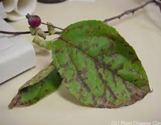 Apple Scab Leaf — Southbury, CT — Bob's Tree Service