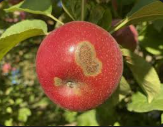 Apple Scab — Southbury, CT — Bob's Tree Service