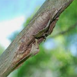 Canker On Twig — Southbury, CT — Bob's Tree Service