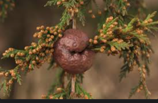 Cedar Apple — Southbury, CT — Bob's Tree Service