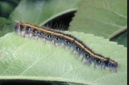 Eastern Tent Caterpillar — Southbury, CT — Bob's Tree Service