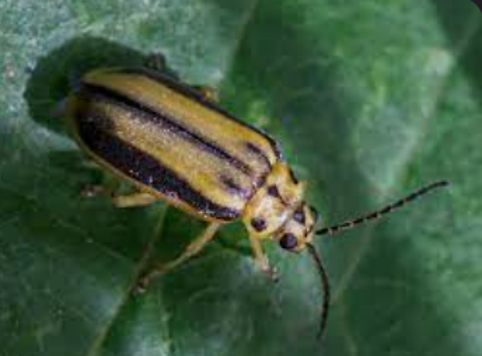 Elm Leaf Beetle — Southbury, CT — Bob's Tree Service