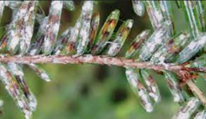 Elongated Hemlock Scale — Southbury, CT — Bob's Tree Service