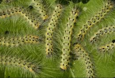 Fall Webworm — Southbury, CT — Bob's Tree Service
