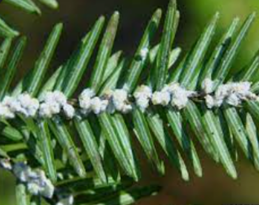 Hemlock Wooly Adelgid — Southbury, CT — Bob's Tree Service
